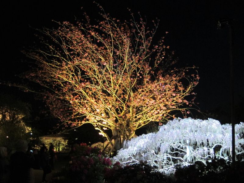 Ashikaga Flower Park light up photo