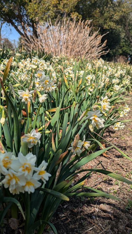 Grass sprouts, trees bud photo