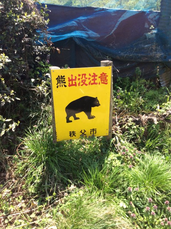Forests and Bears in Japan photo