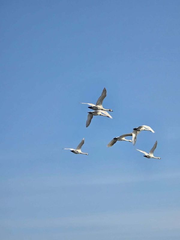 Where do foreign residents sit in Japan's budget debates? photo