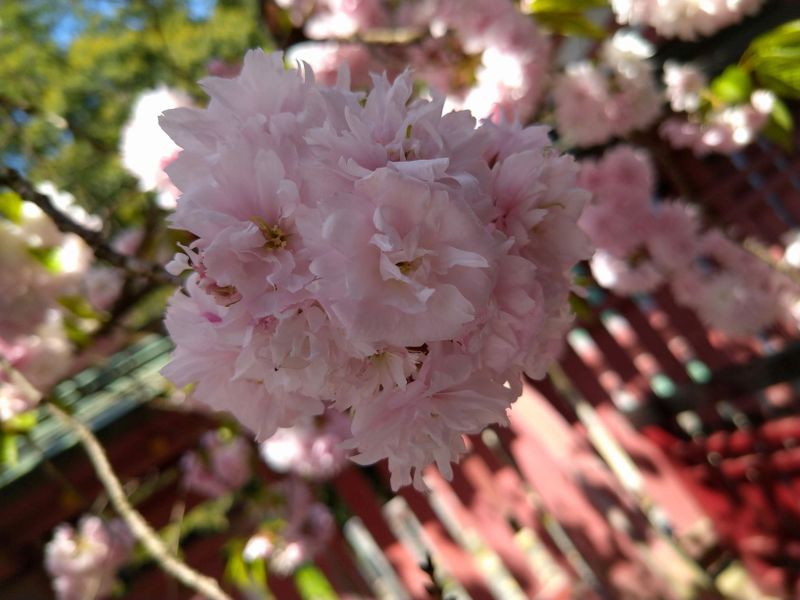 Shiogamazakura: More Than Just A Pretty Tree photo