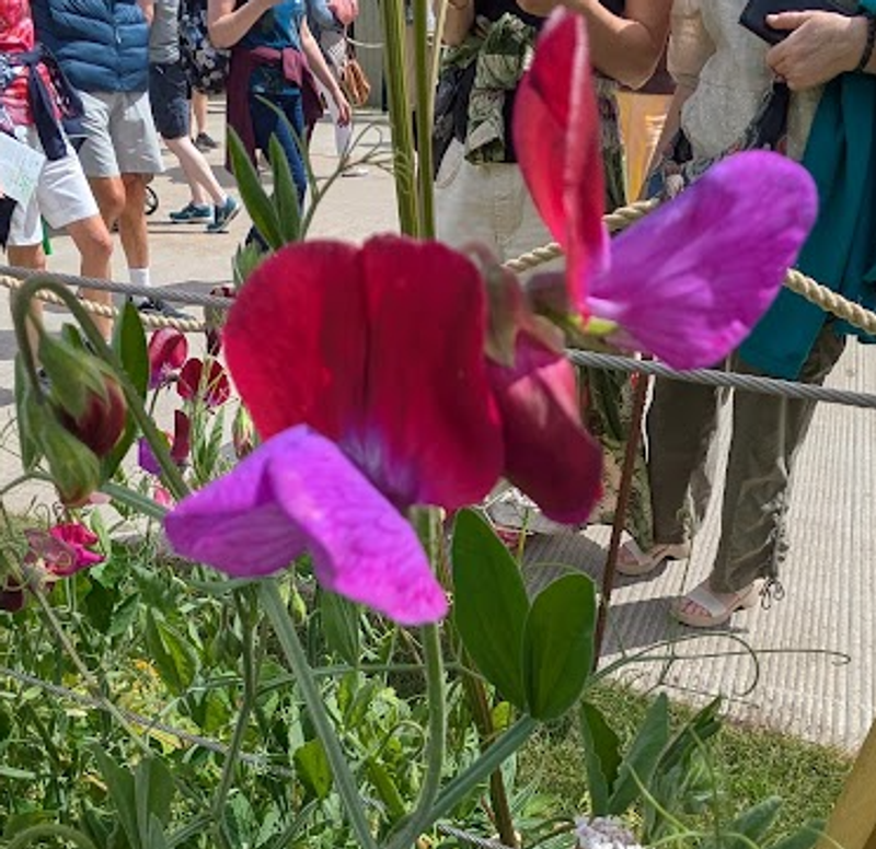 Sweet Pea, a birthday flower of June 9th photo