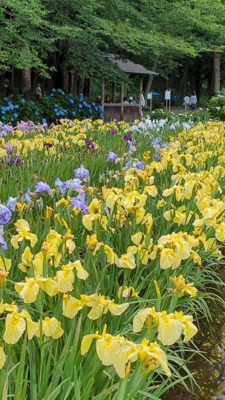 Summer flowers in Japan: Iris photo