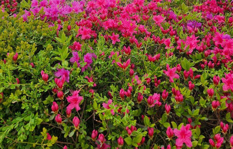 Friendly reminder: azaleas are toxic to pets! photo