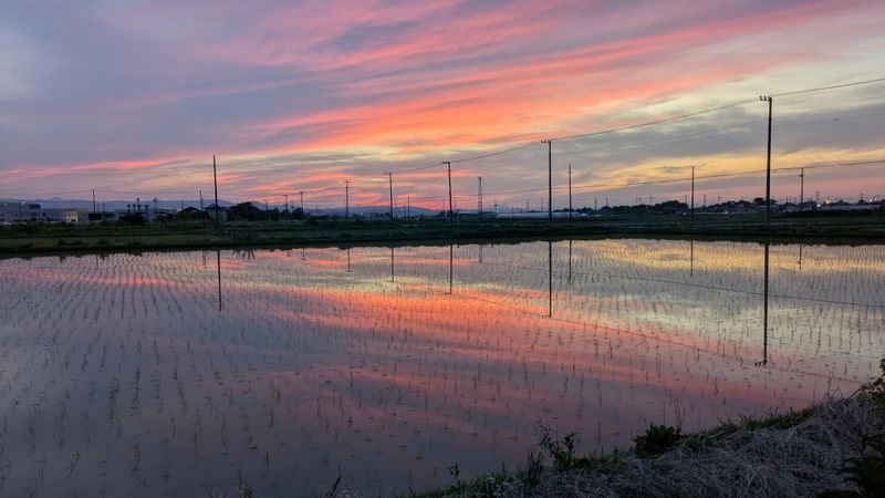 Summer Rises photo