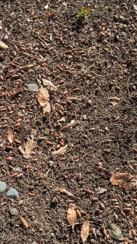 Earthworms surface photo