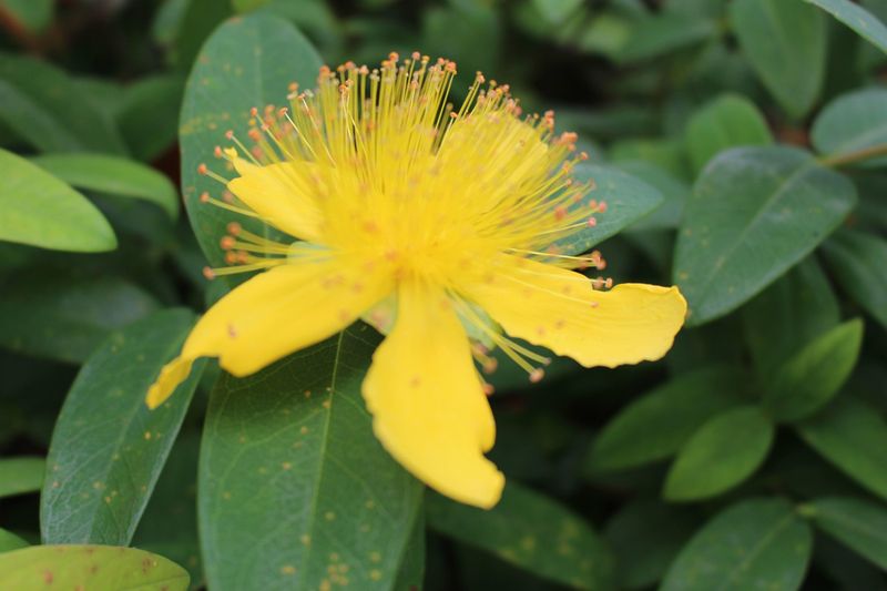 Hypericum, a birthday flower of June 26th photo