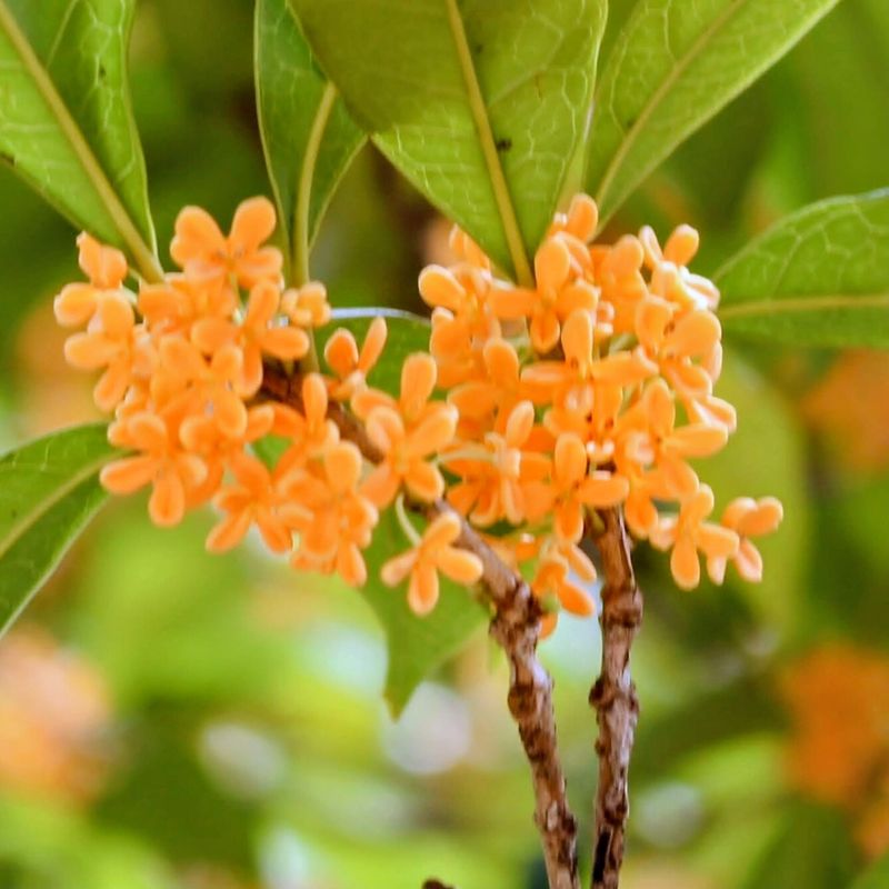 Is Osmanthus your birthday flower? photo