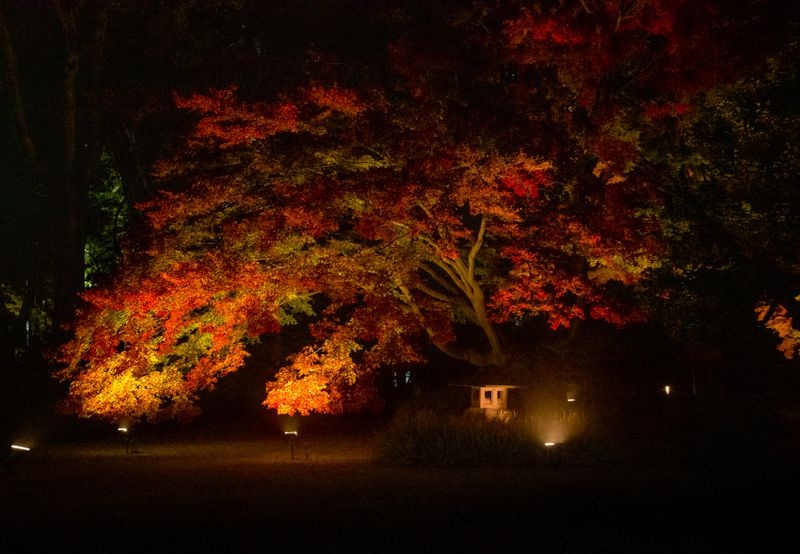 Tokyo’s Rikugien Gardens to open for nighttime viewing, first time in 3 years photo