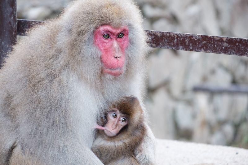 Les macaques japonais à travers les lentilles photo
