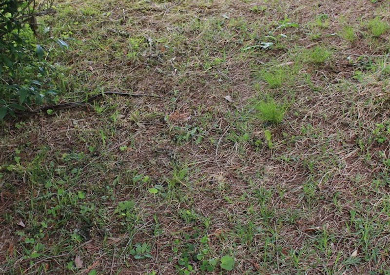 Weed Pollen Season Already Here and I am Feeling It! photo