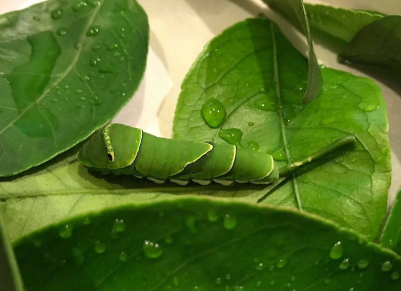 Children love their caterpillars and butterflies photo