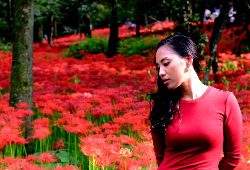 Hoa loa kèn Nhện đánh dấu sự bắt đầu của mùa thu ở Nhật Bản photo
