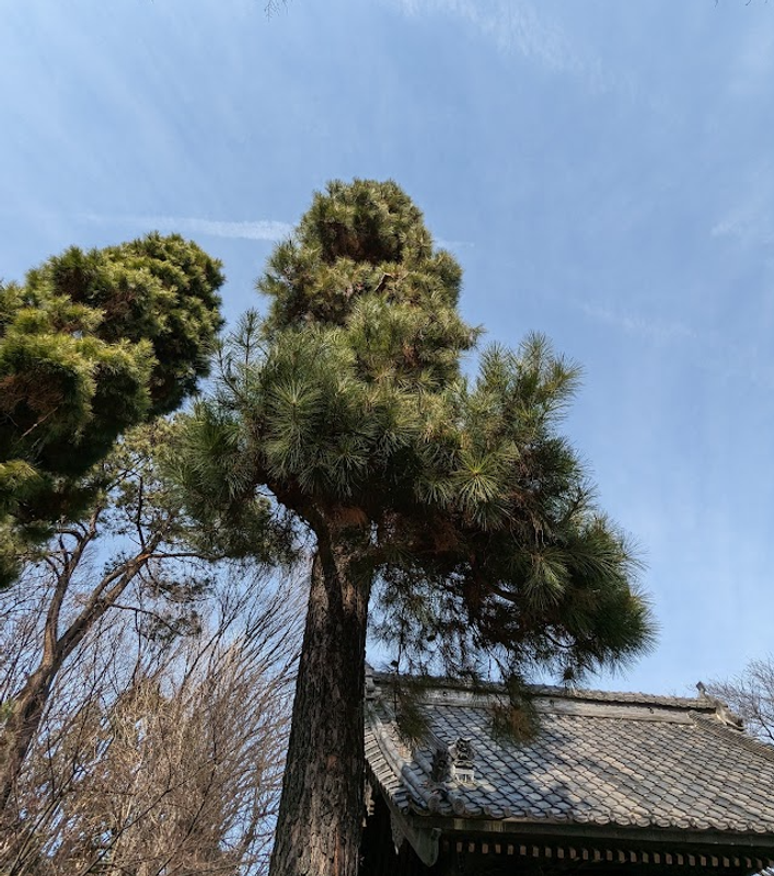 A day for Japan's domestic pine photo