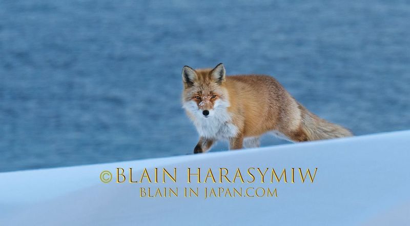 Hokkaido Photography - A Wildlife Paradise photo