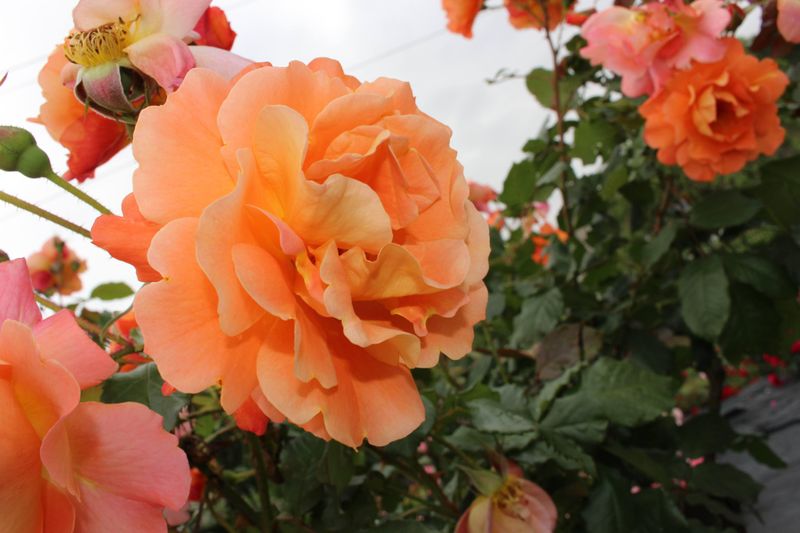 Is the orange rose your birthday flower? photo