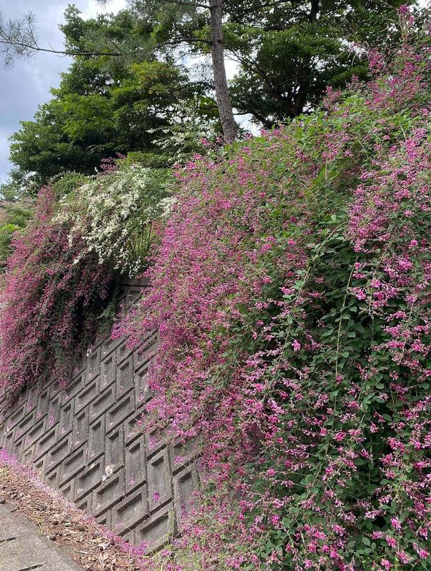 Underrated autumn: bush clover photo