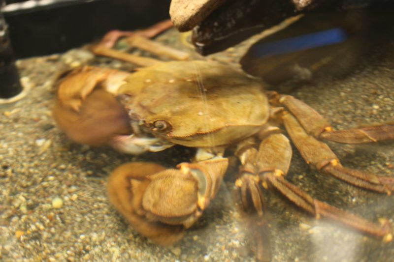 June 22nd is also crab day photo