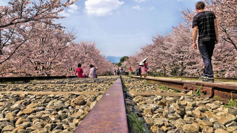 Cara untuk menikmati hanami / cherry blossom di Jepang: Yang dengan ...   photo