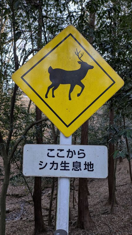 An Appreciation of Forest Wildlife in Japan photo