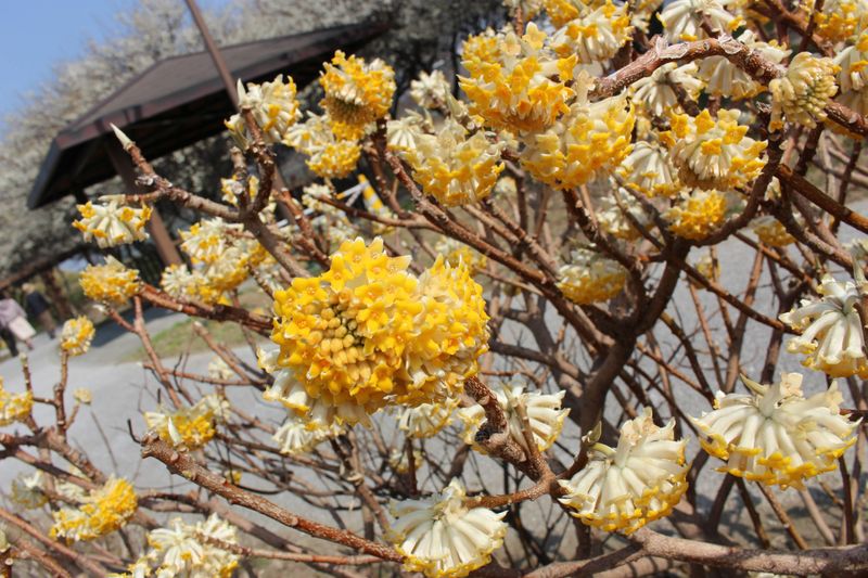 Oriental Paper Bush, a birthday flower of March 20th photo