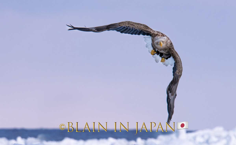 Hokkaido Photo Tour- The Magnificent Steller's Sea Eagle photo