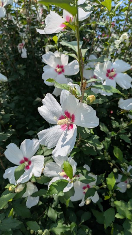 Summer flowers in Japan: hibiscus photo