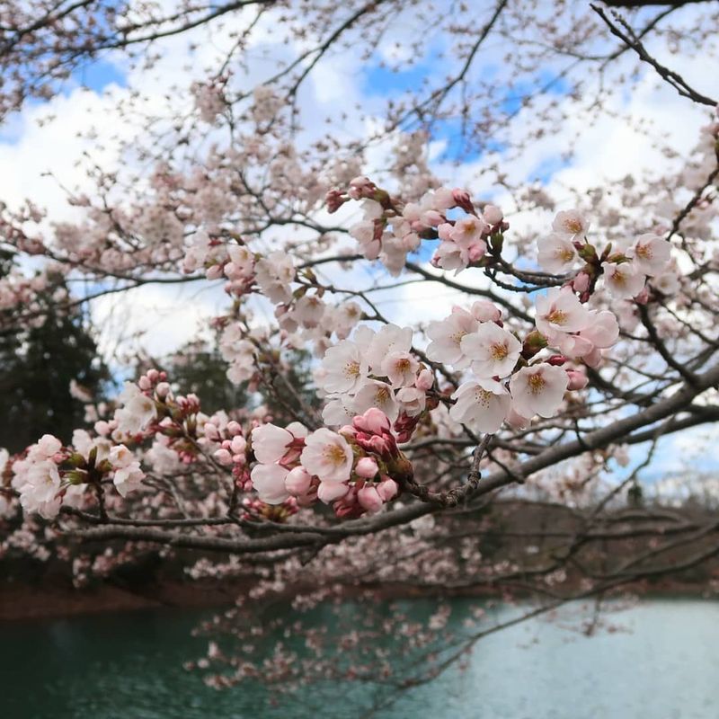 Oikeikoinomori campground - a hidden sakura gem photo