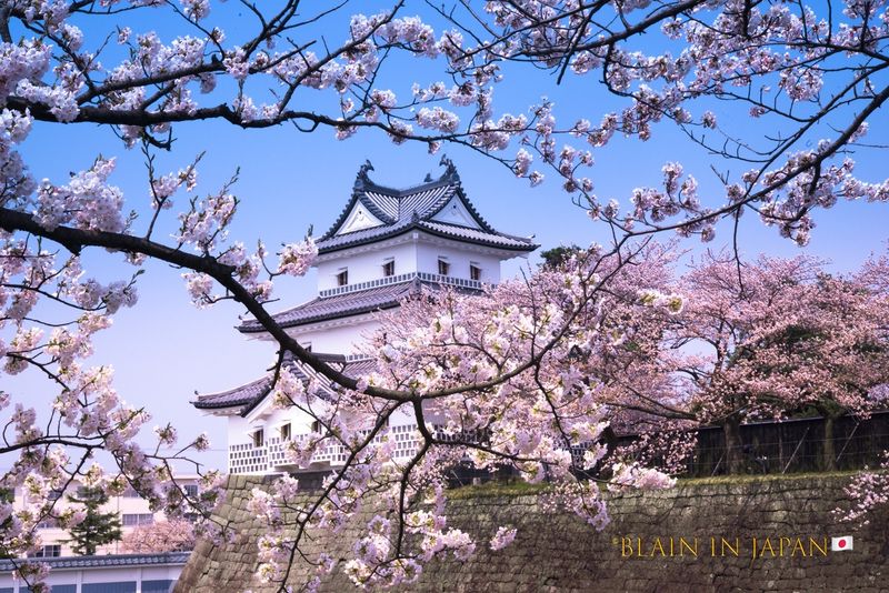 Essence of Cherry Blossoms photo