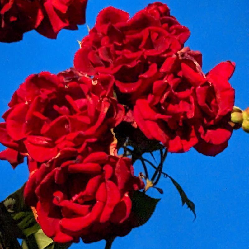 Two different rose events at Ibaraki Flower Park photo