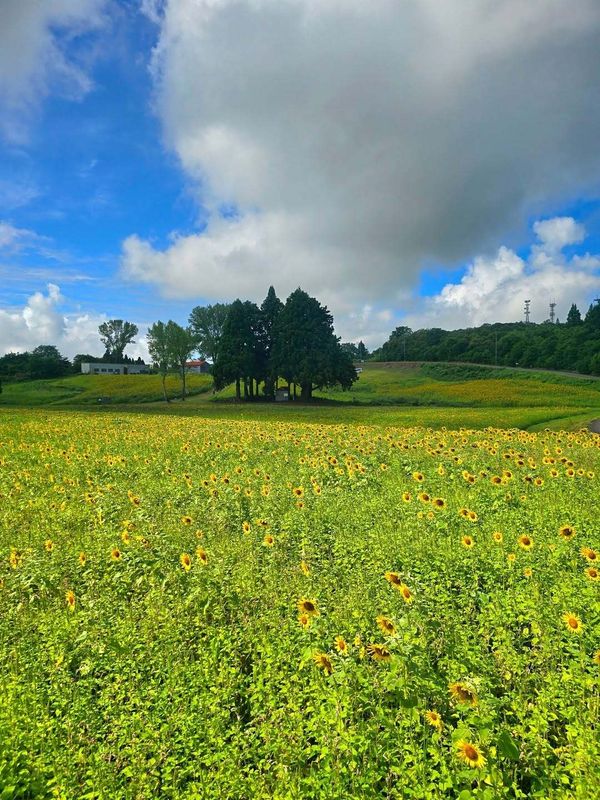 A new word for your Japan vocab photo