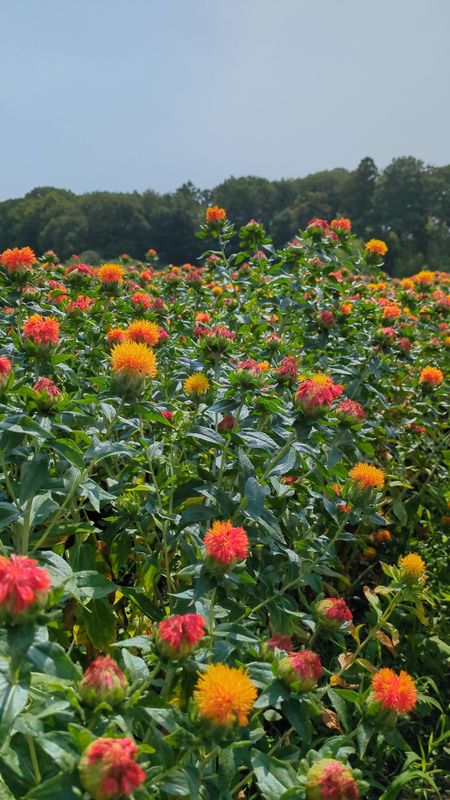 Summer flowers in Japan: safflowers photo