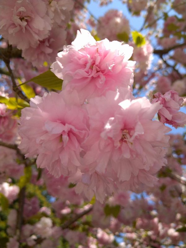 Shiogamazakura: More Than Just A Pretty Tree photo