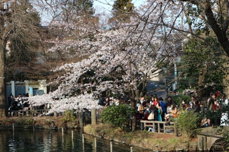 How to hanami: Pointers for the most Japanese of pursuits photo