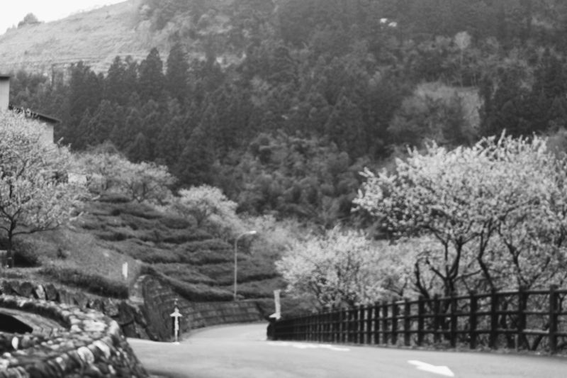 Honoring ancient trade routes: Silk Road Day photo