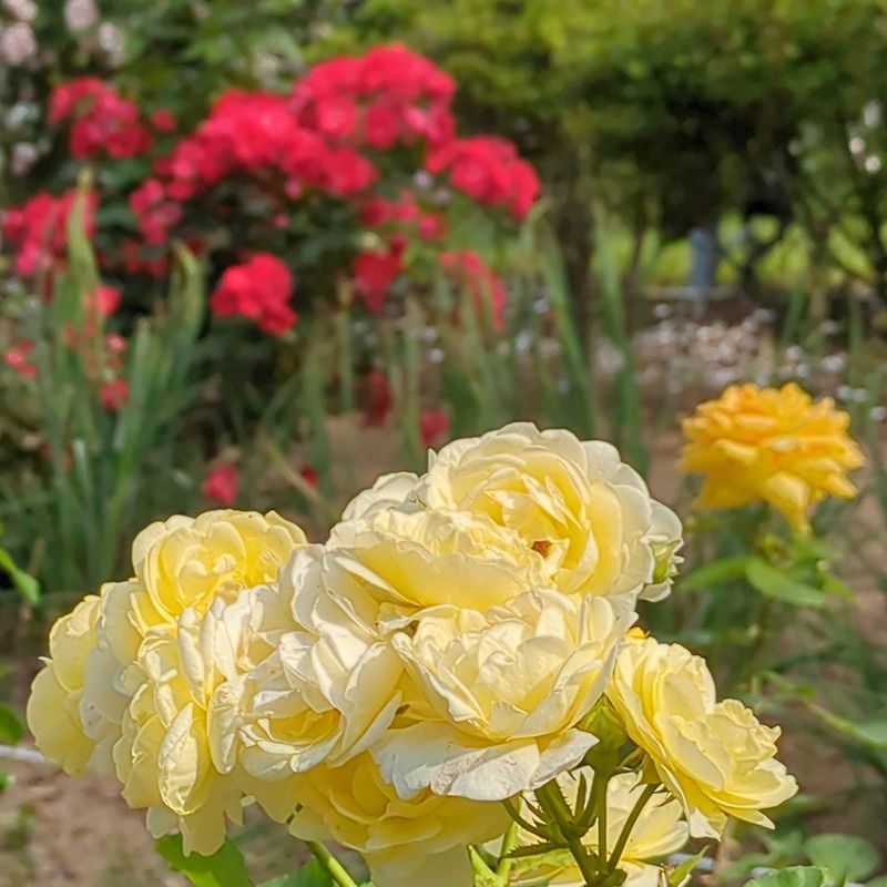 Six autumn rose festivals in Kanagawa Prefecture photo