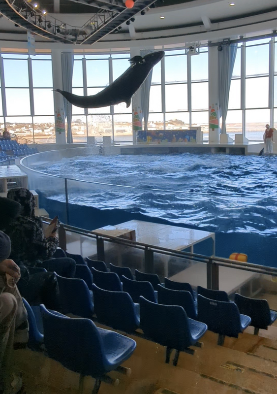 Holiday Family Fun at Oarai Aquarium in Ibaraki  photo