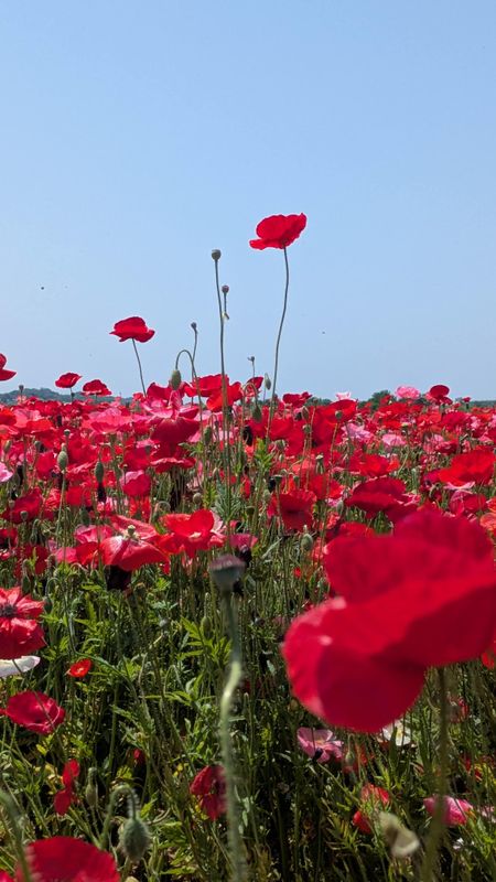 Spring flowers in Japan: poppies photo