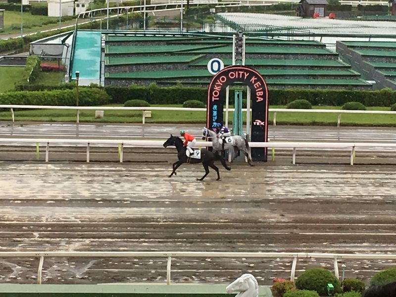 A Run in the Rain with Horses at Keiba  photo