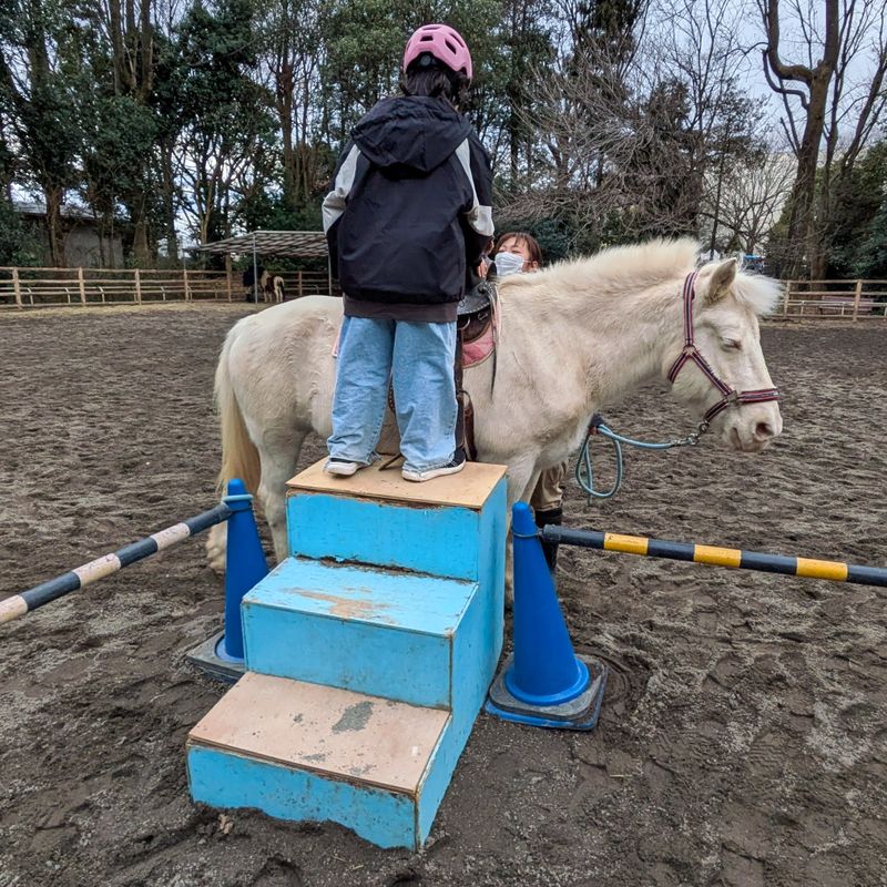 Pony photos at zoos for the New Year photo