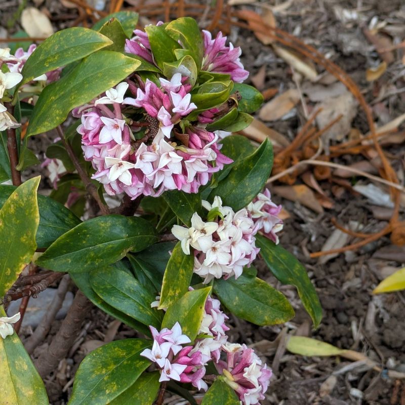 Is 'October Daphne' your birthday flower? photo