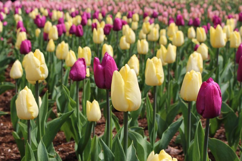 The start of the "spring equinox" solar term photo