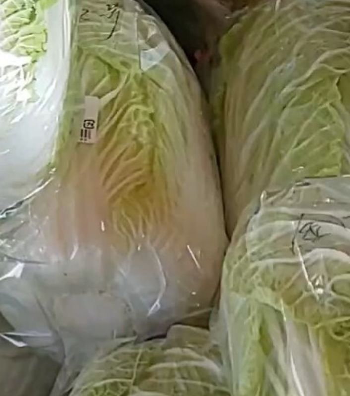 In praise of Japanese cabbage roll photo