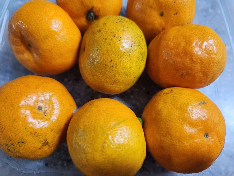 Things I'm grateful for during winter in Japan: citrus fruits photo