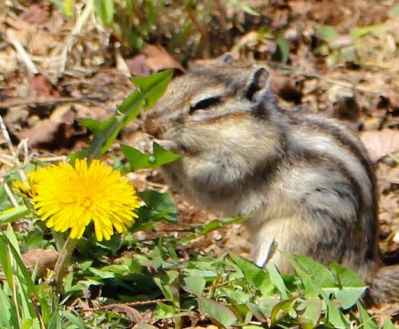 Dandelion, a birthday flower of March 13th photo