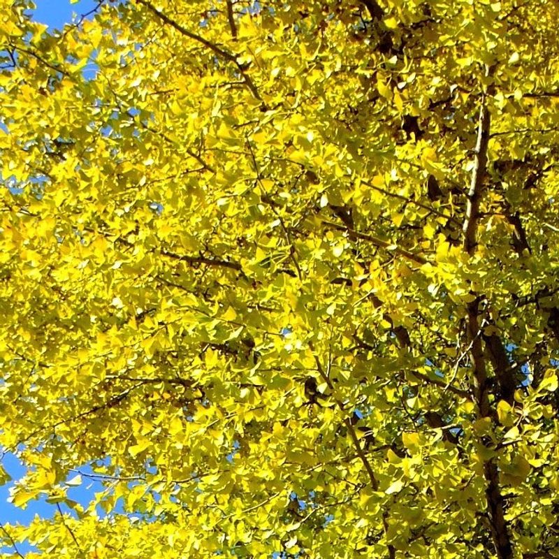Leaves turning golden already in Chichibu photo