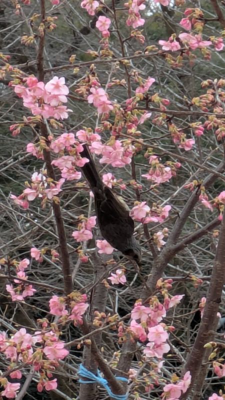 Birds of Japan: the brown-eared bulbul photo