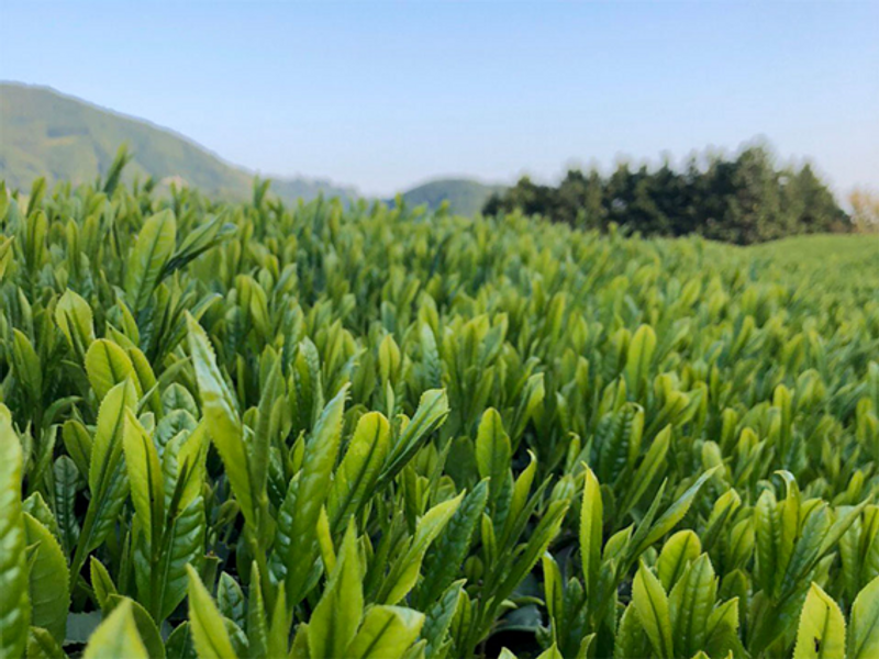 林夏子「はてしないお茶物語」vol.16　800年の歴史ある茶畑を残したい　足久保ティーワークスの挑戦 photo
