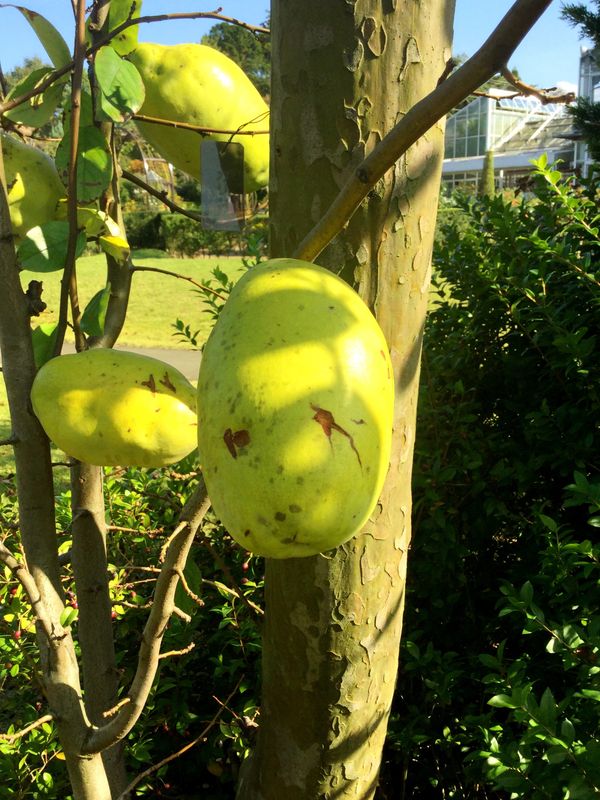 Karin, Japanese Quince photo