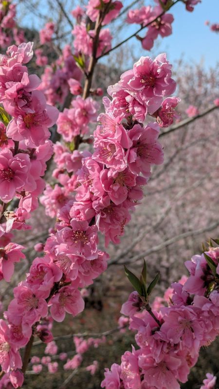 Peach blossom, a birthday flower of April 12th photo